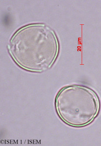 Cytisus balansae - lame n° 27870